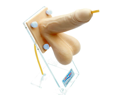男性避孕套練習模型